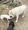 Tucker - Photo 8