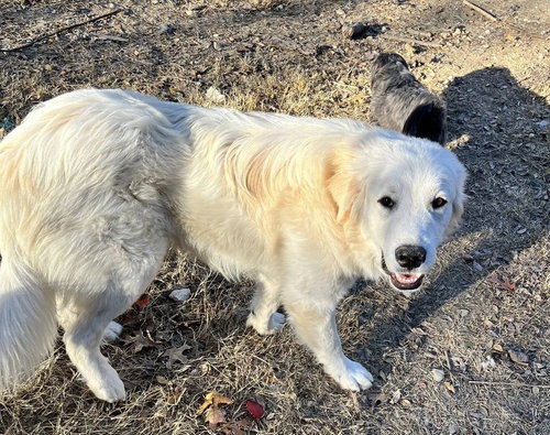 TUCKER - Great Pyrenees available for adoption