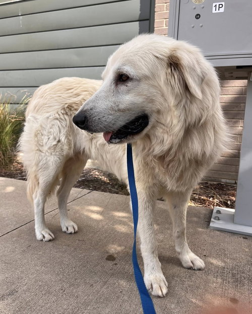 WINTER - Great Pyrenees available for adoption
