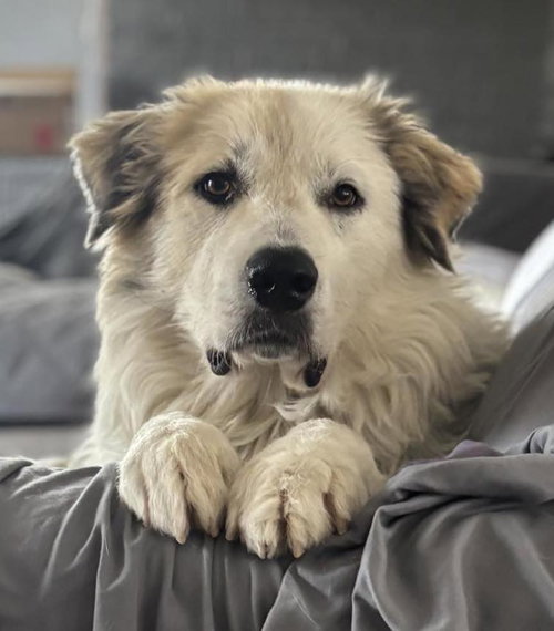 JOJO - Great Pyrenees available for adoption
