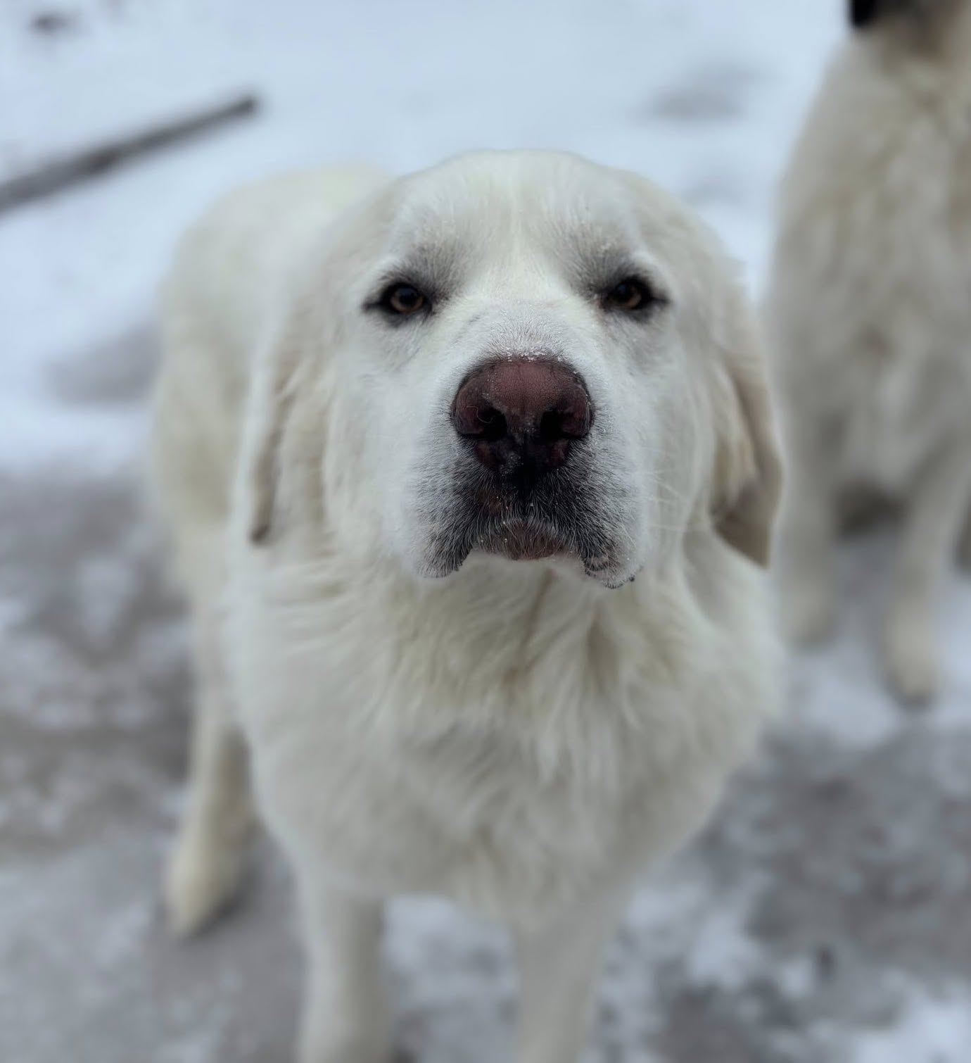 Aspen