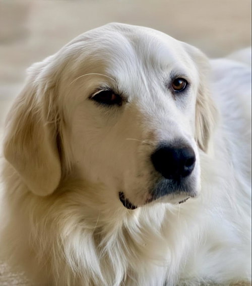 Lousie, an adoptable Great Pyrenees in Dallas, TX