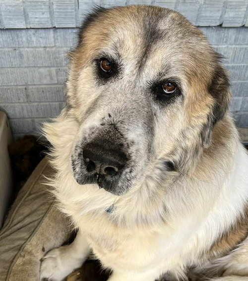 Bruno, an adoptable Great Pyrenees in Dallas, TX