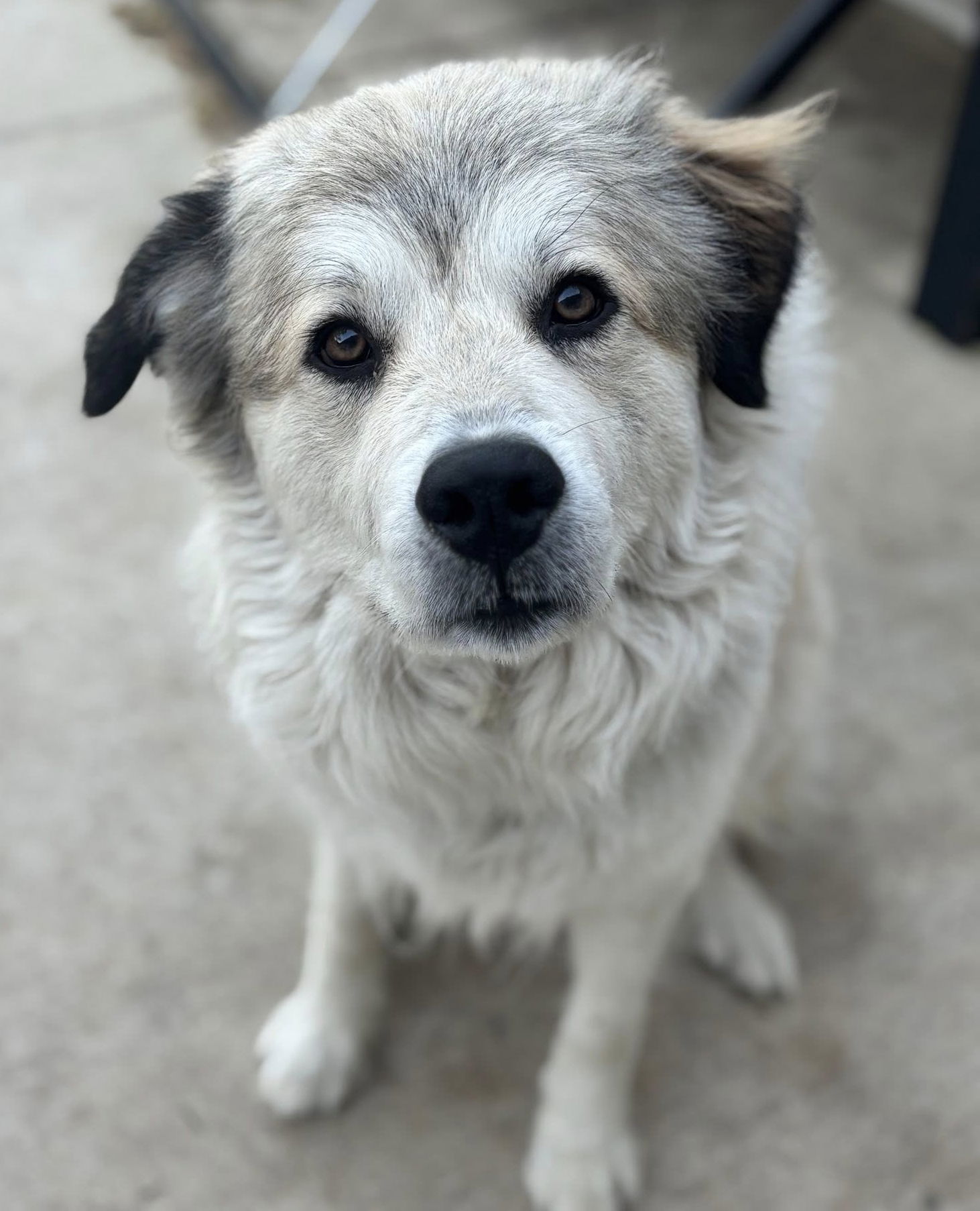 Juno