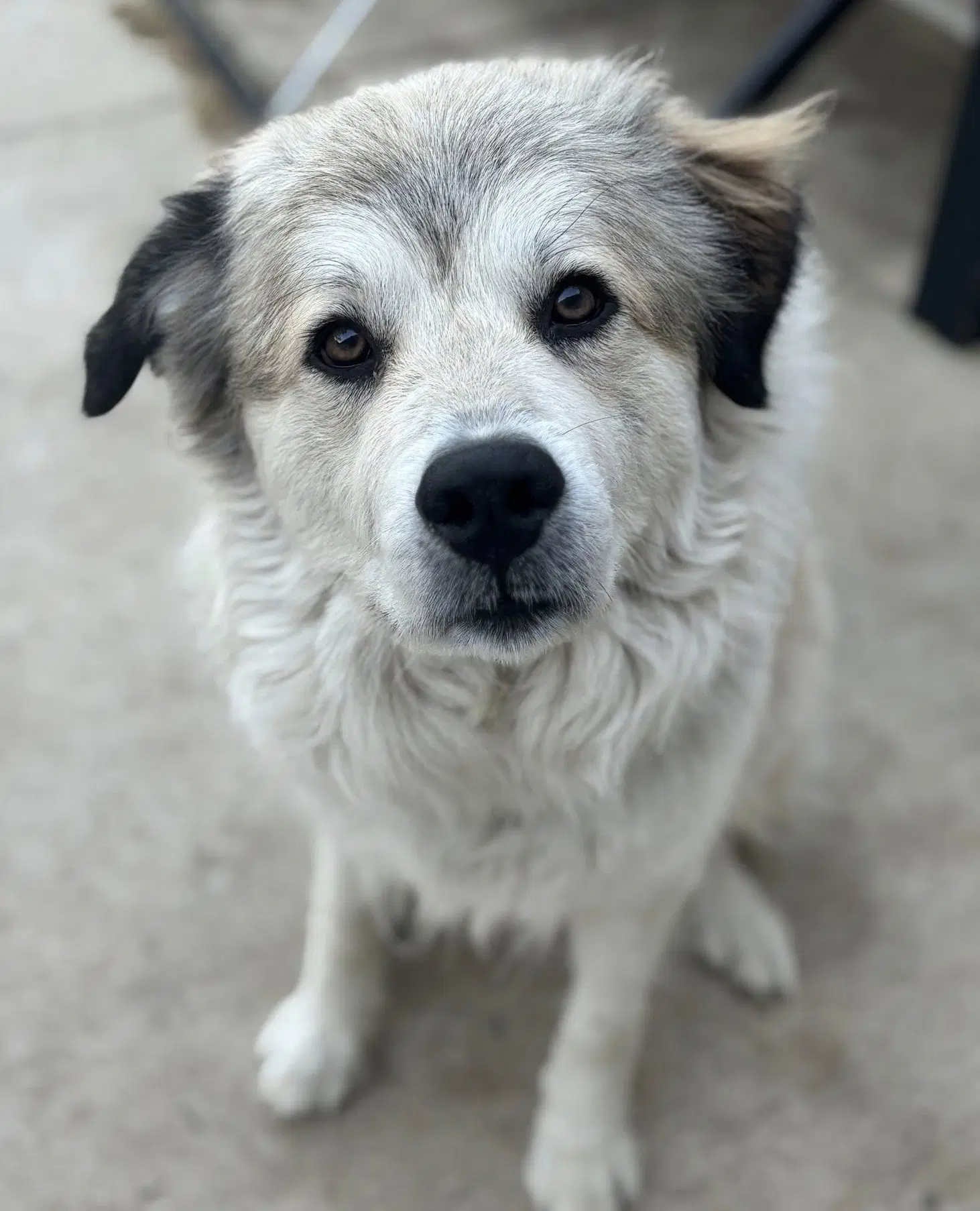 Juno - Great Pyrenees