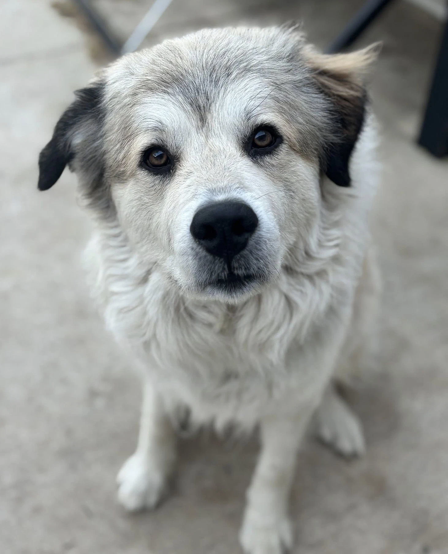 Juno