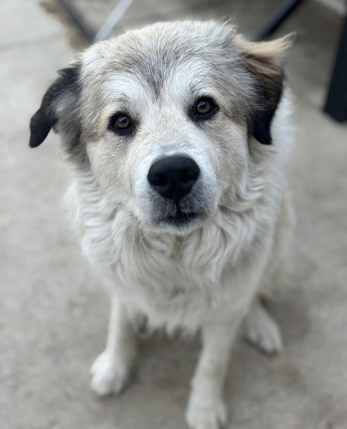 Juno, an adoptable Great Pyrenees in Dallas, TX