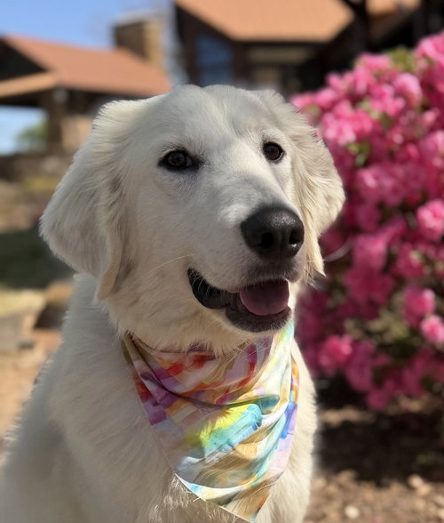 Emmy, an adoptable Great Pyrenees in Dallas, TX
