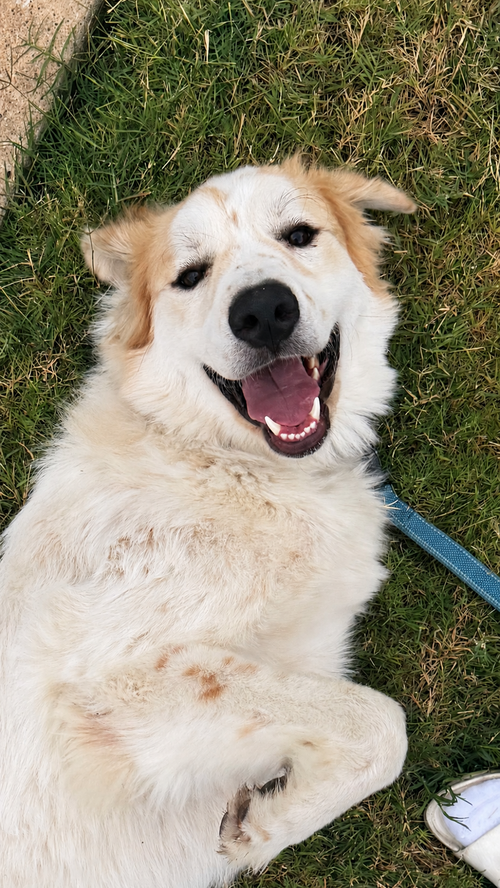 Valentino, an adoptable dog