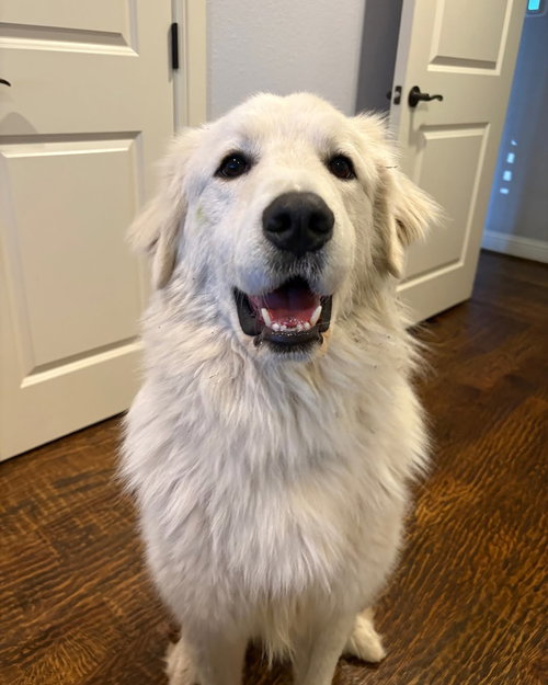 Rooster, an adoptable Great Pyrenees in Dallas, TX