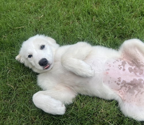 Fiona, an adoptable Great Pyrenees in Dallas, TX