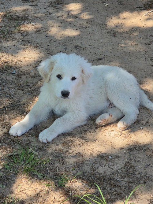 Indiana, an adoptable Great Pyrenees in Dallas, TX