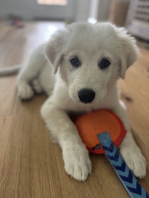 Skip, an adoptable Great Pyrenees in Dallas, TX