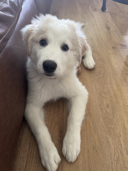 Pearl, an adoptable Great Pyrenees in Dallas, TX