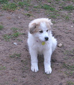 Chloe (Baby)
