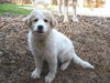 Chloe (Baby)