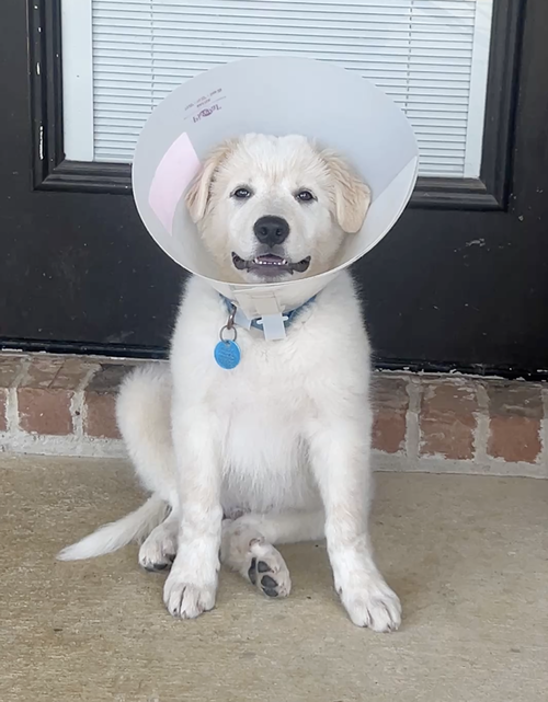 Marley, an adoptable Great Pyrenees in Dallas, TX