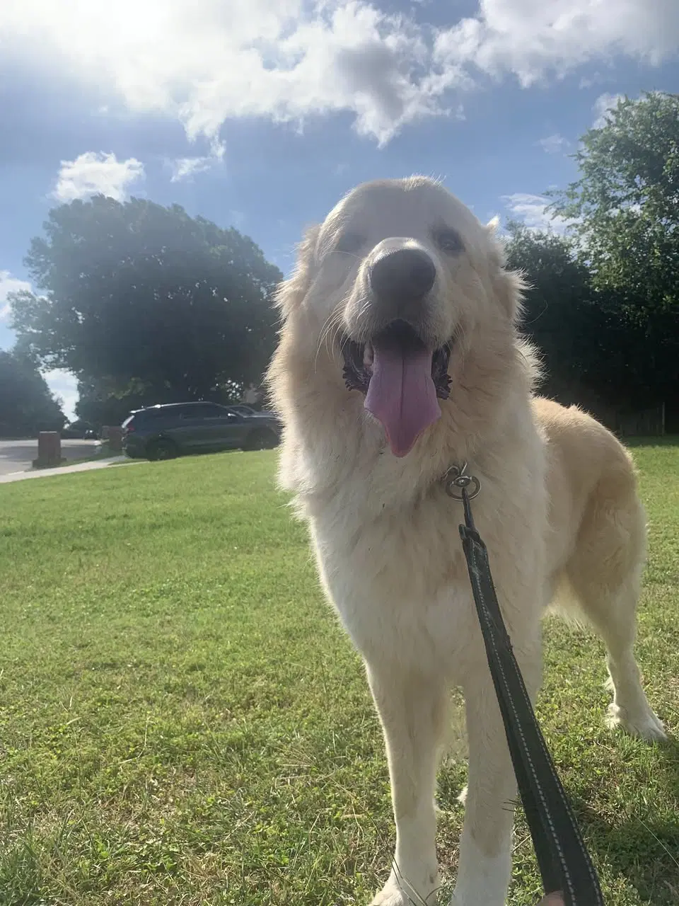 Thor - Great Pyrenees