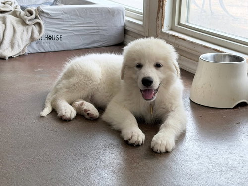 Rosie photo 3