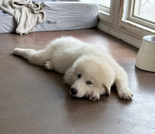 Rosie photo 2