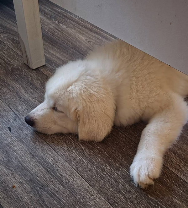 Aspen