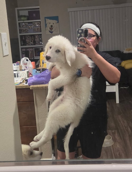 Bandit