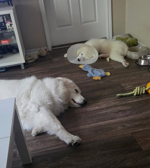 Bandit photo 4