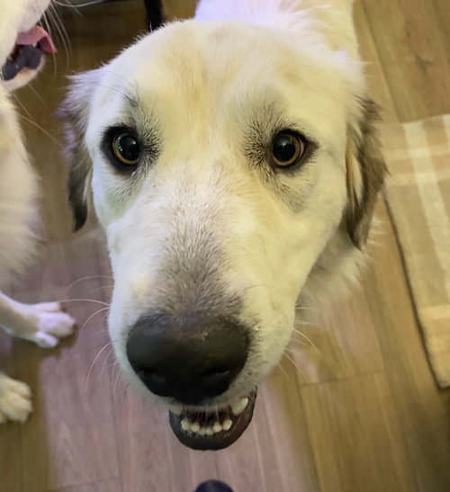 Daisy, an adoptable Great Pyrenees in Dallas, TX