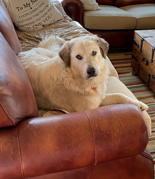 Daisy photo 3