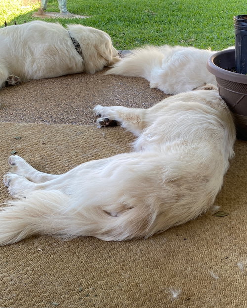 Daisy photo 4