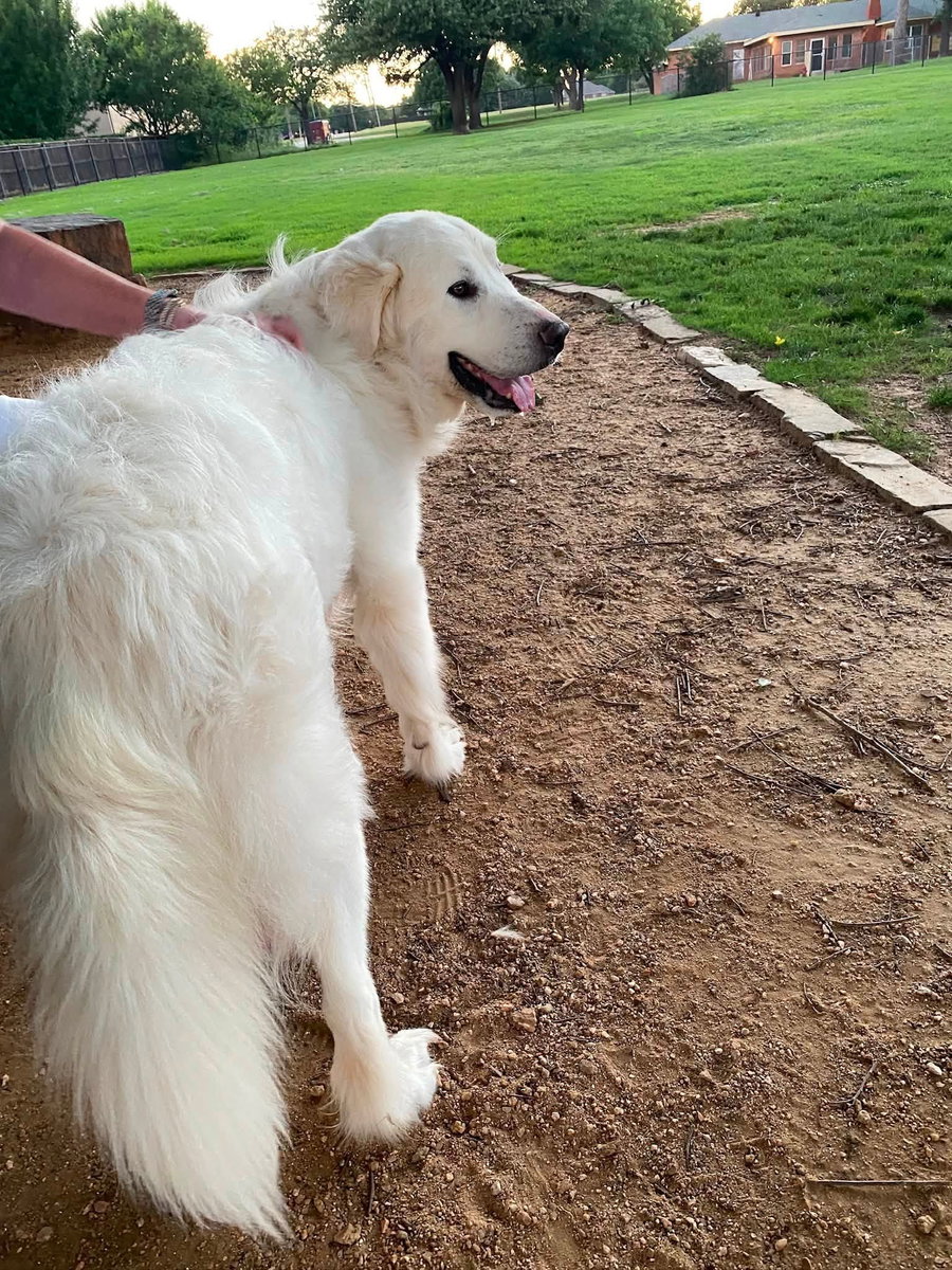 Duke