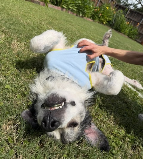 Sully photo 5