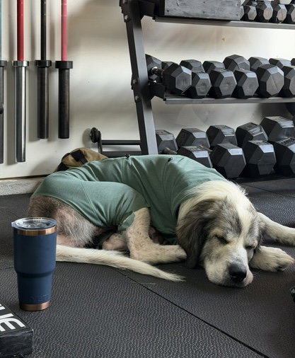 Sully photo 4
