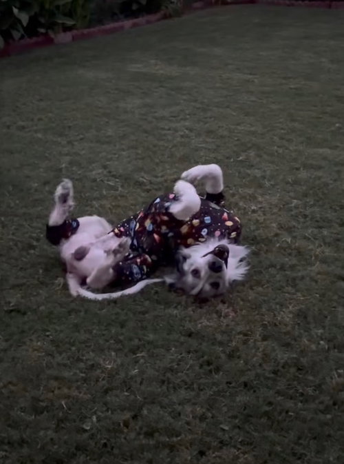 Sully photo 2