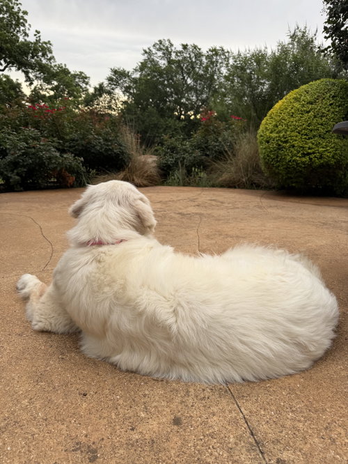 Millie photo 4