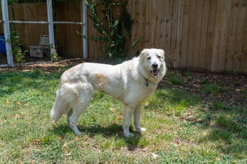 Luna photo 2