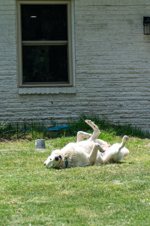 Luna photo 7