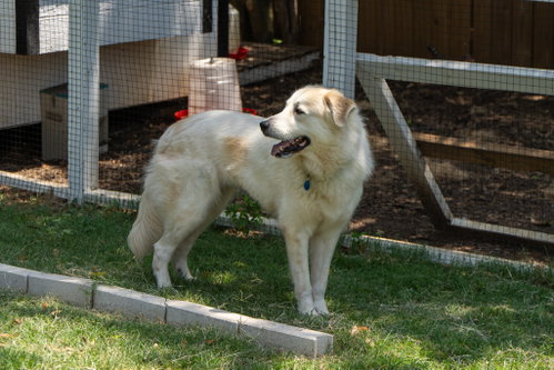 Luna photo 8