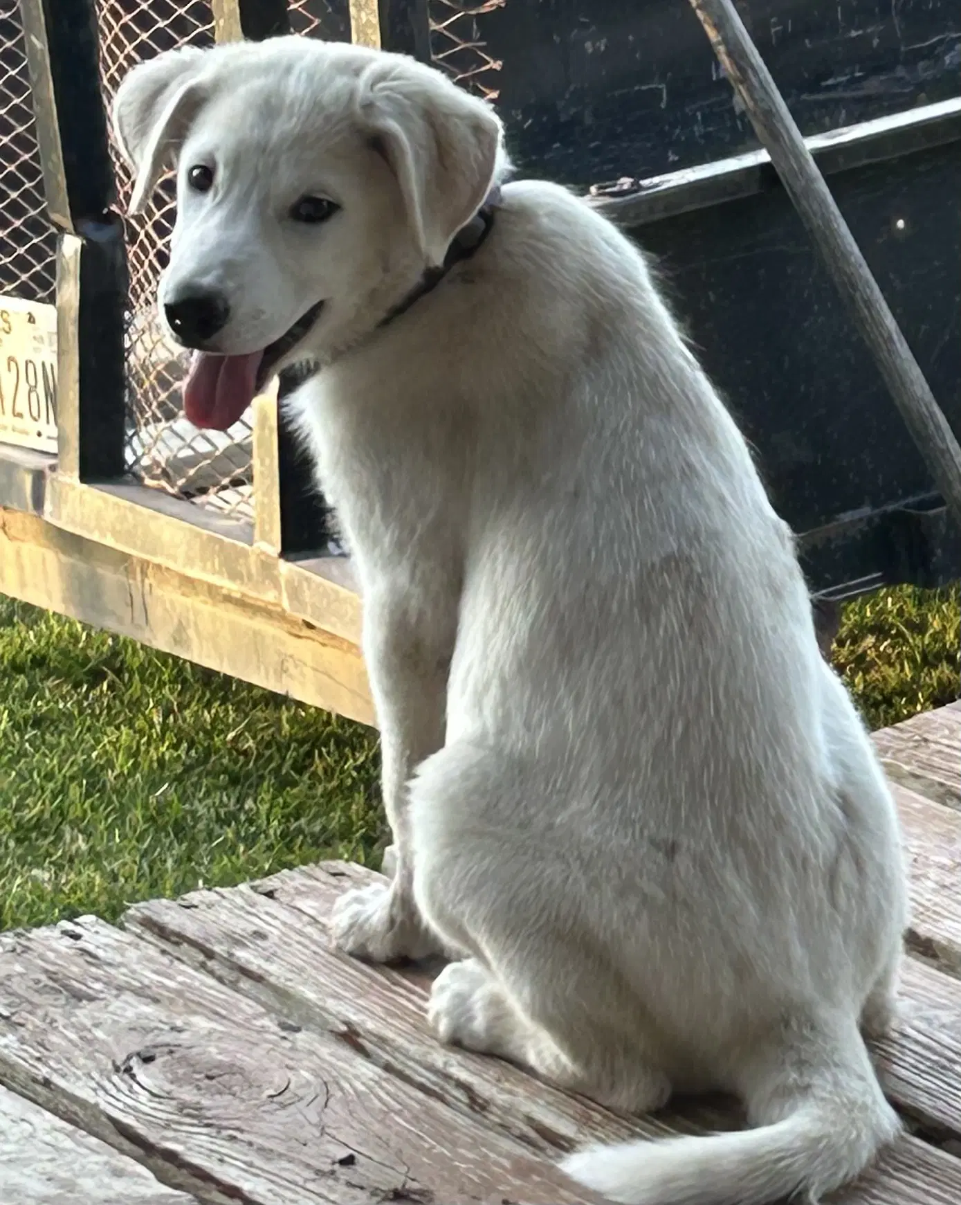 Fig - Great Pyrenees