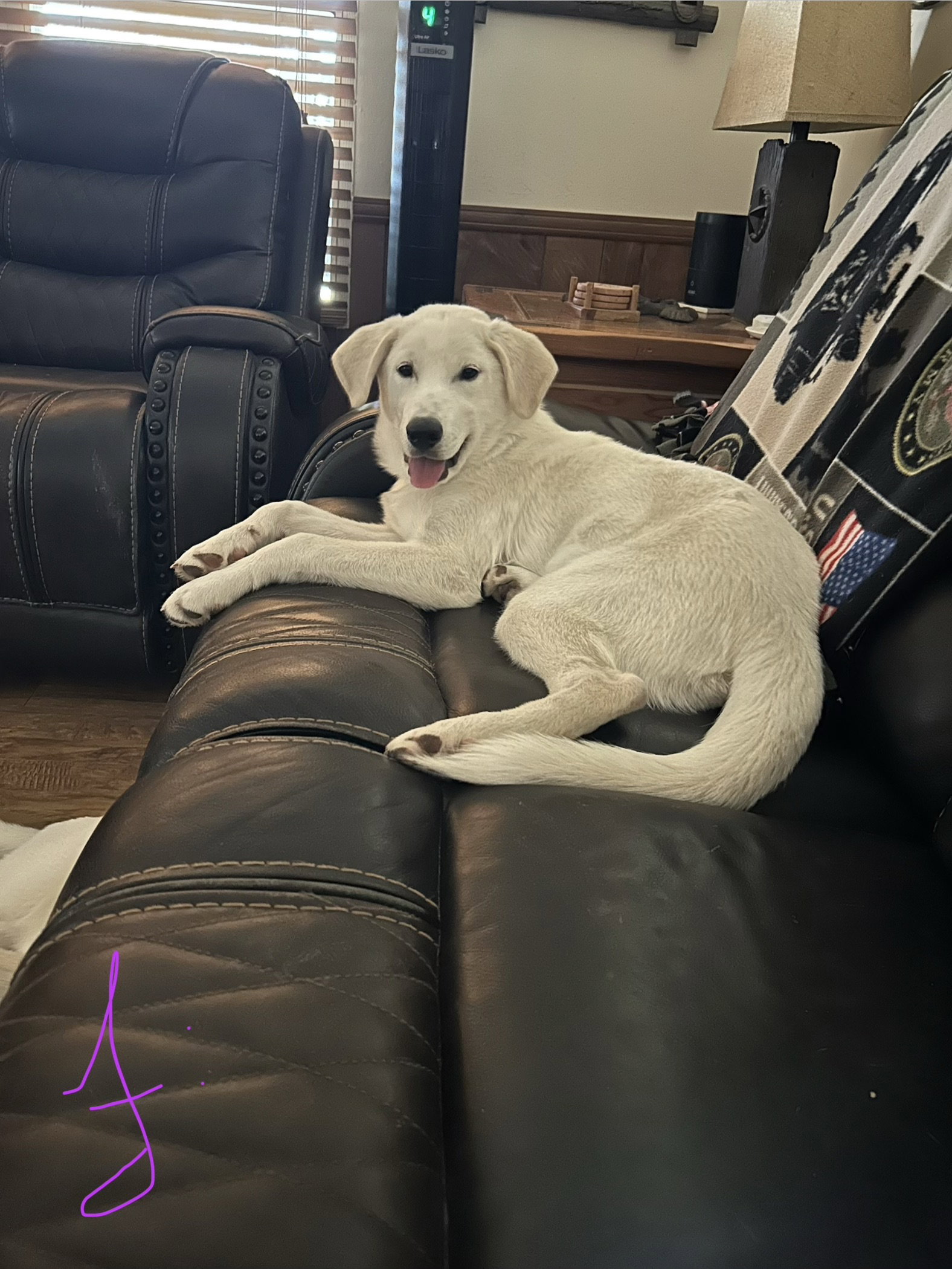 Poe, Great Pyrenees
