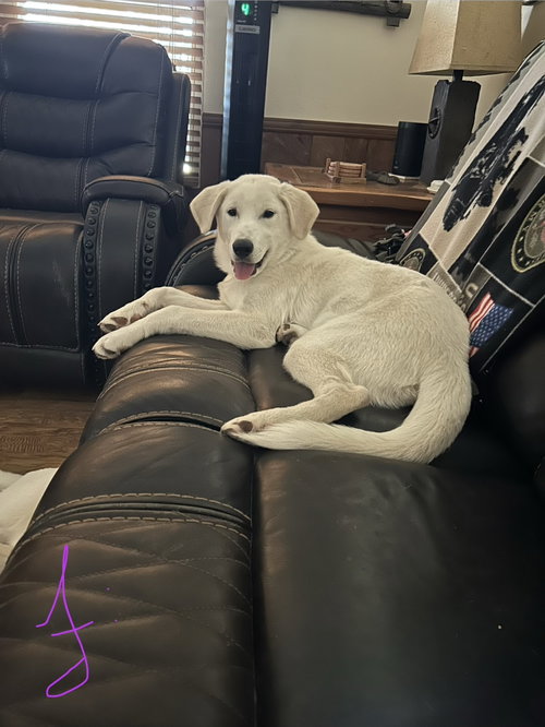 Poe, a dog for adoption from Saving Pyrs In Need