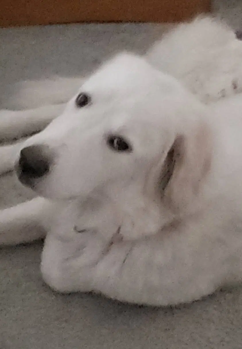 Kiera - Great Pyrenees
