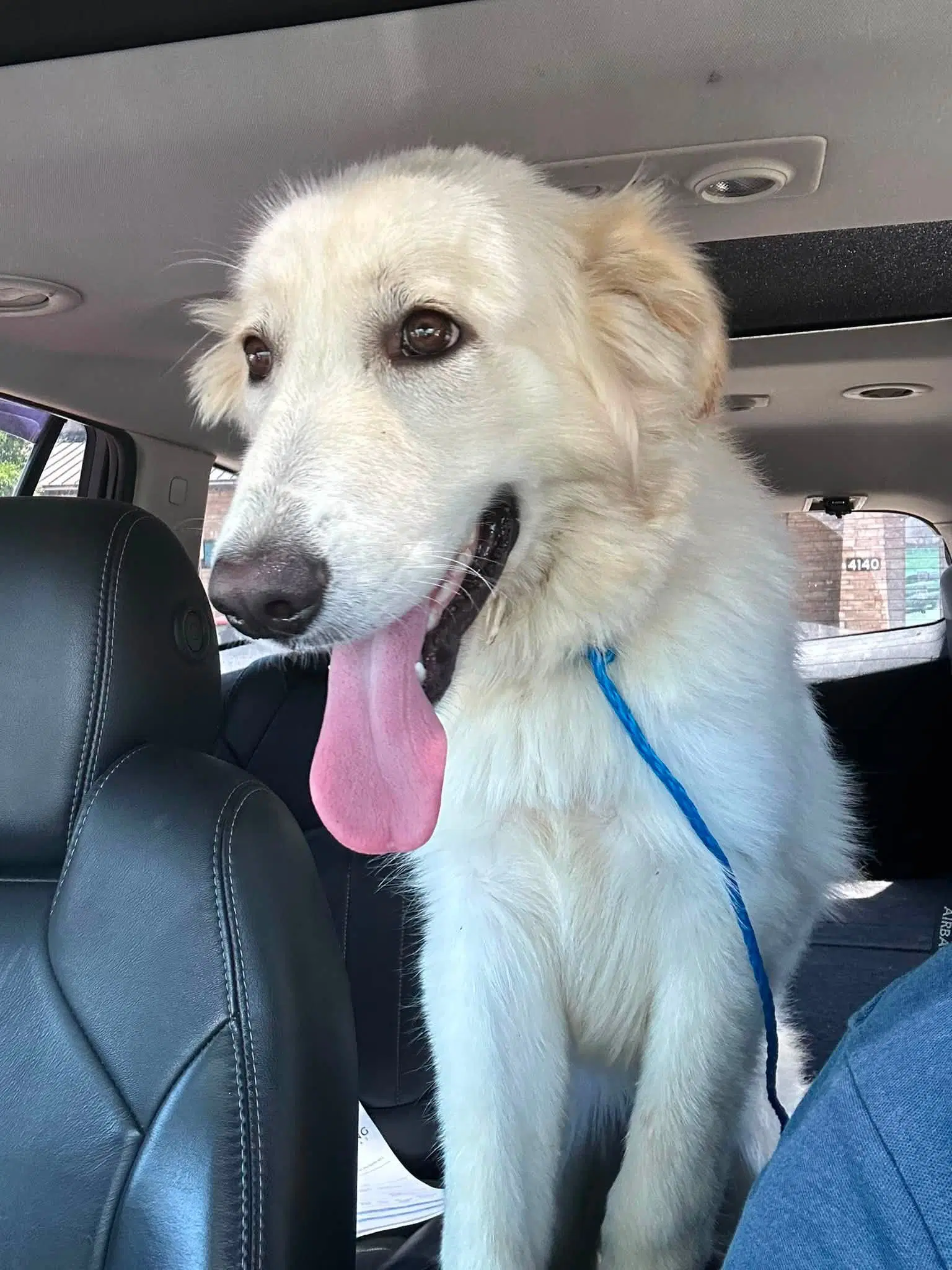 Taylor - Great Pyrenees
