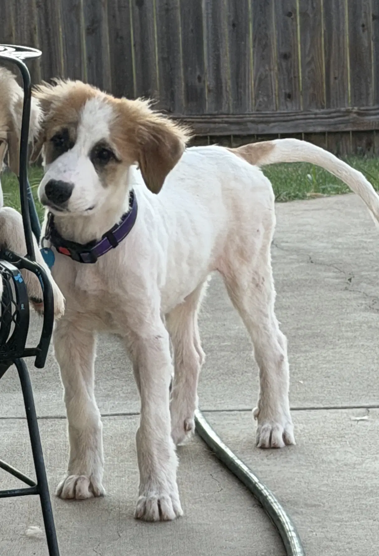 Violet - Great Pyrenees