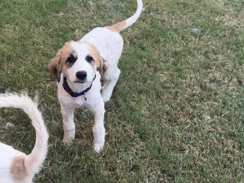 Violet, an adoptable dog