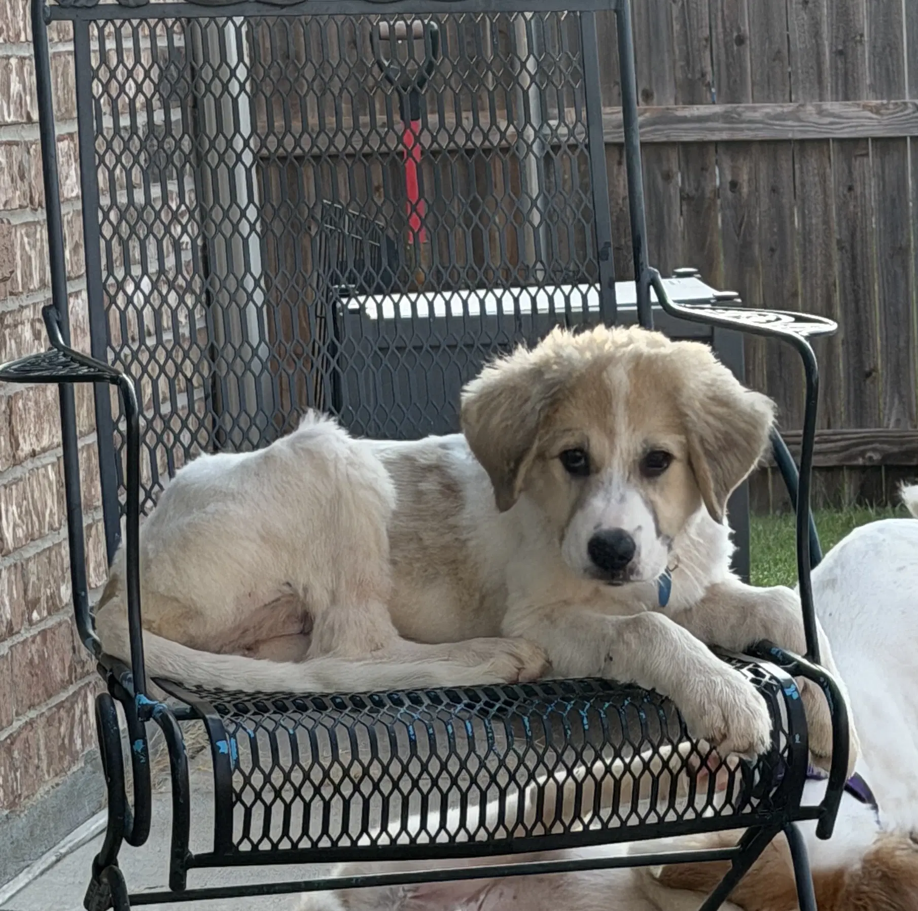 Eloise - Great Pyrenees