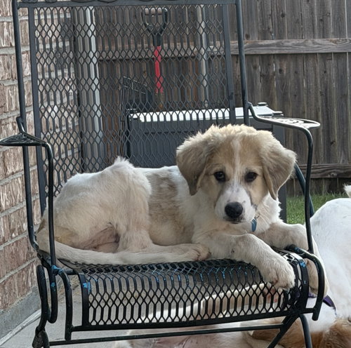 Eloise, an adoptable dog