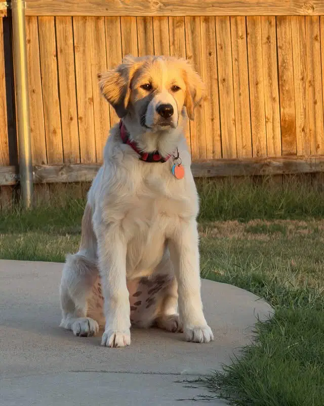 Eloise - Great Pyrenees