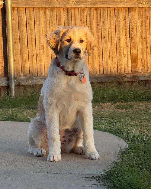 Eloise, a dog for adoption from Saving Pyrs In Need