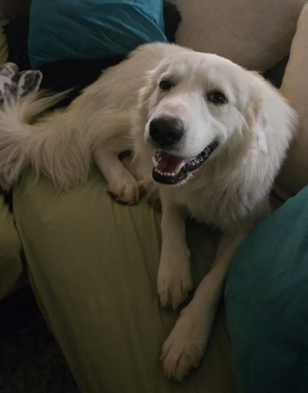 Archie - Great Pyrenees